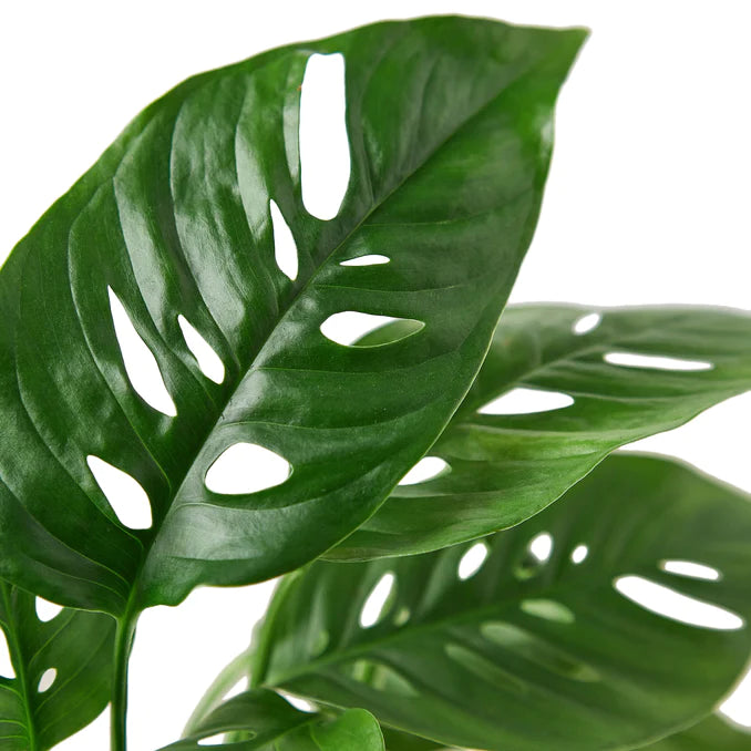 Monstera Adansonii 'Swiss Cheese'